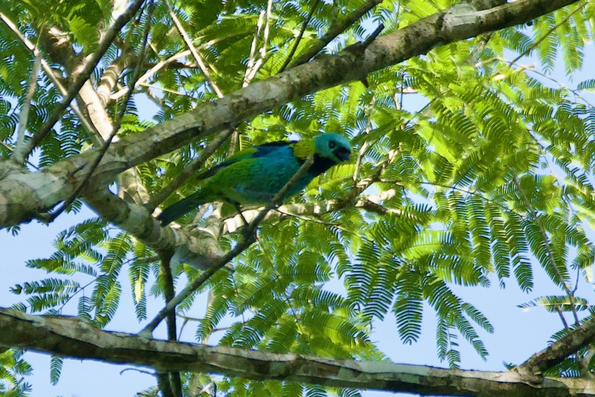 Green-headed Tanager - ML620233241