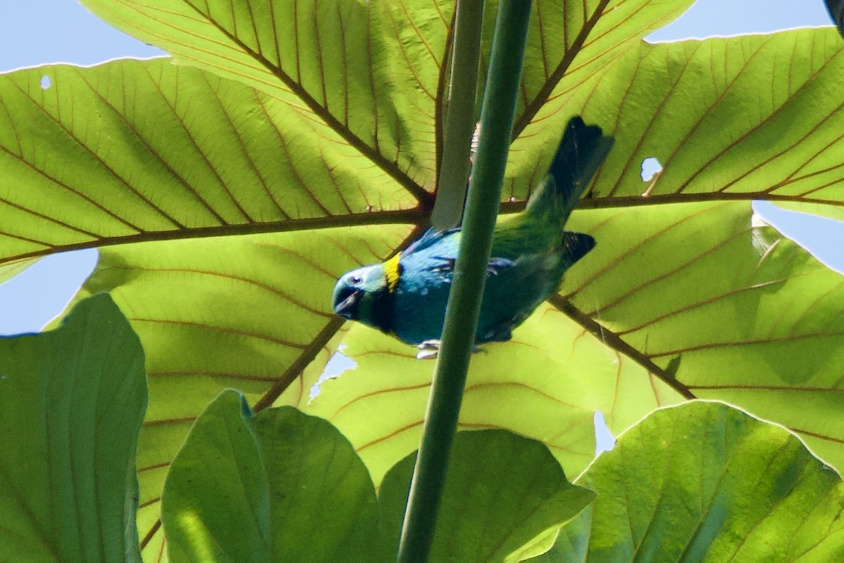 Green-headed Tanager - ML620233242