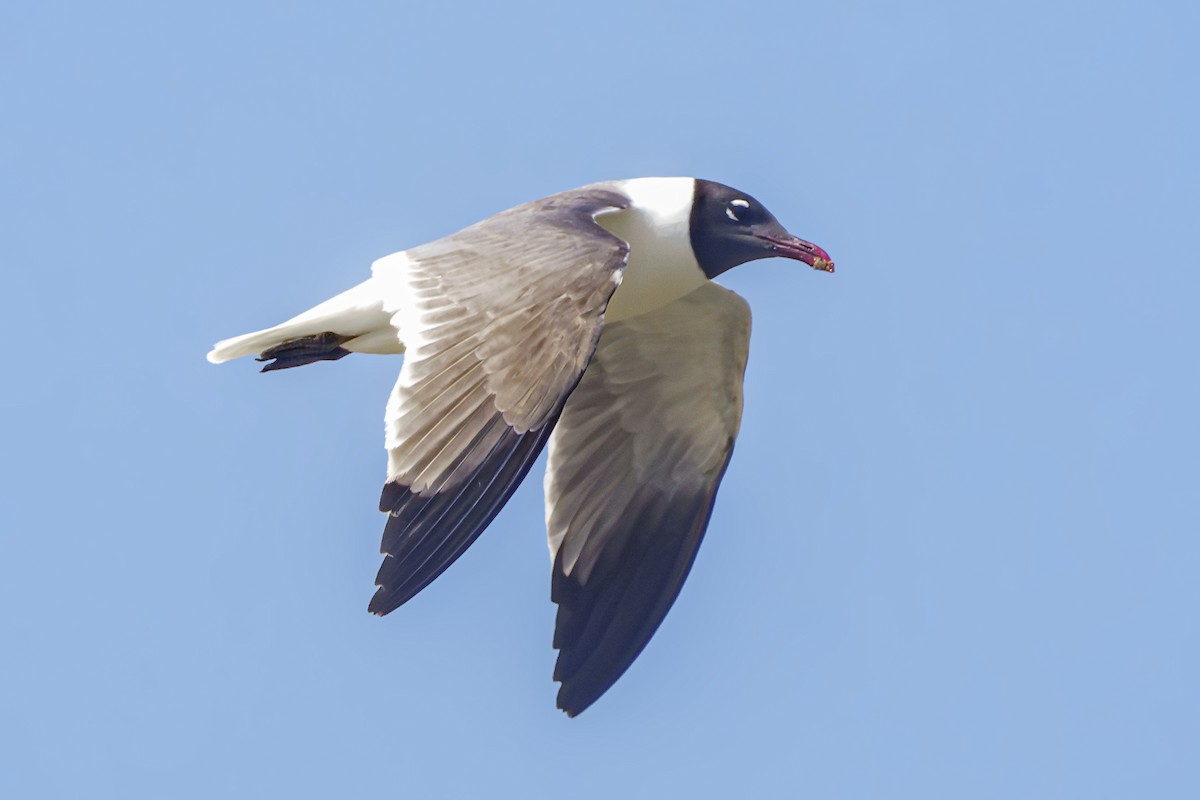 Laughing Gull - ML620233246