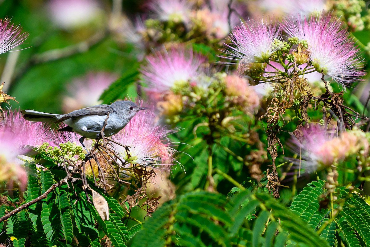 Blue-gray Gnatcatcher - ML620233253