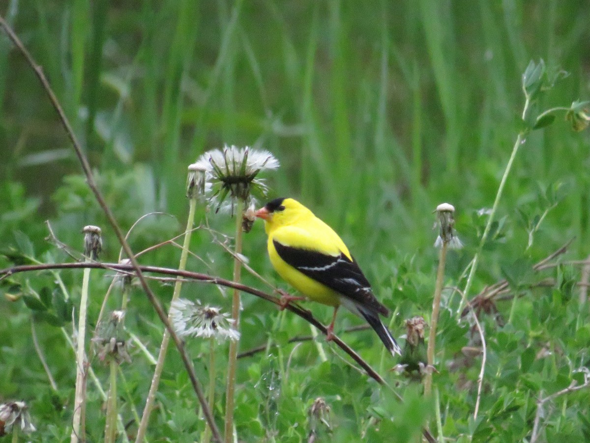 American Goldfinch - ML620233260