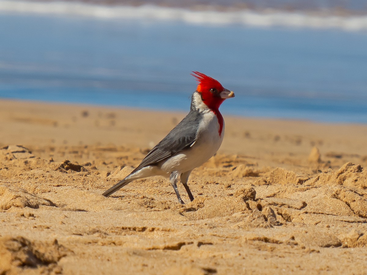 Red-crested Cardinal - ML620233262