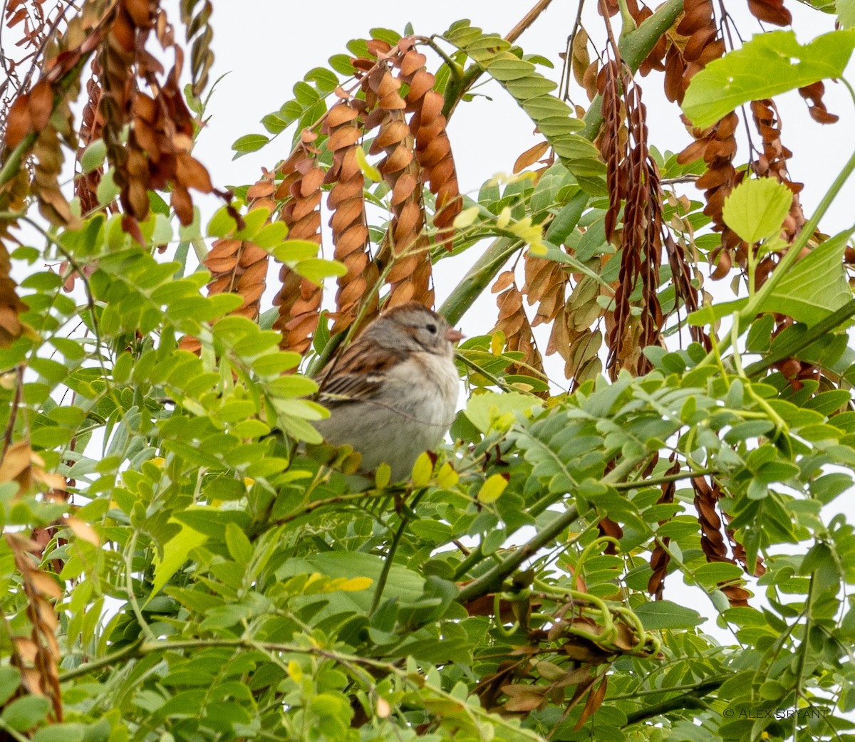 Field Sparrow - ML620233266