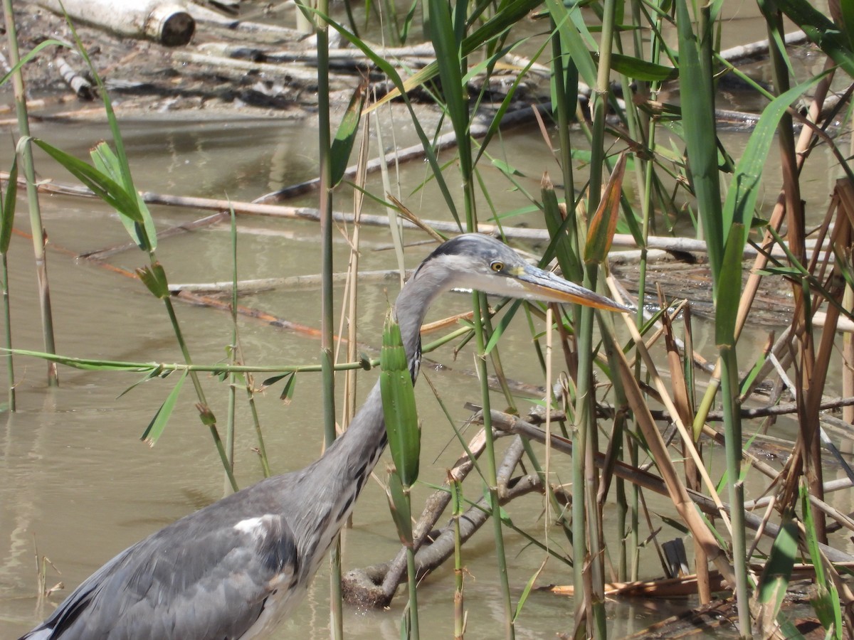 Gray Heron - ML620233273