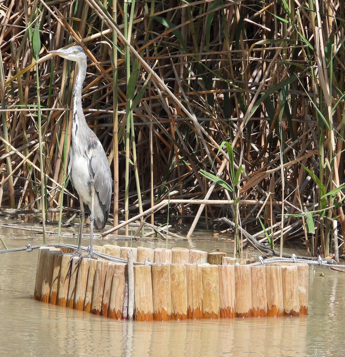 Gray Heron - ML620233279