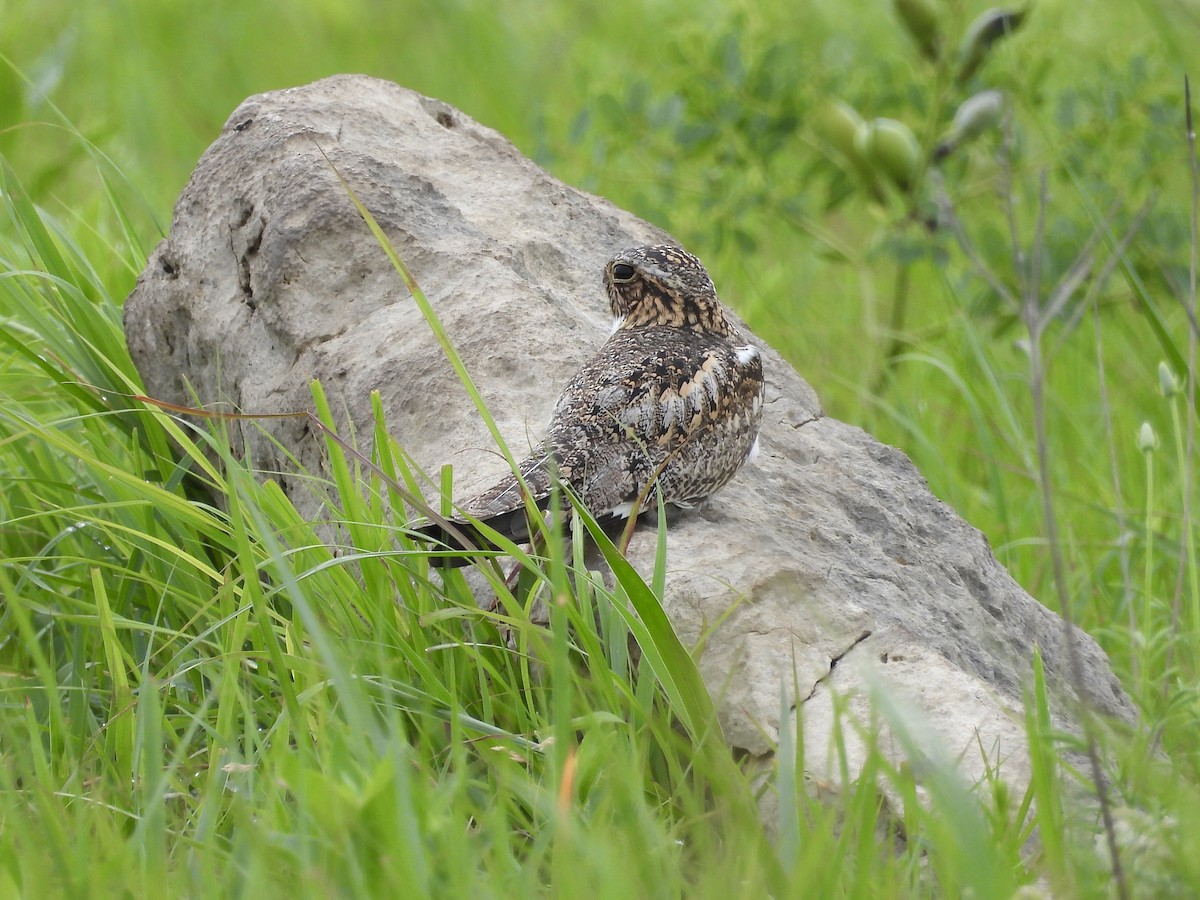 Common Nighthawk - ML620233280