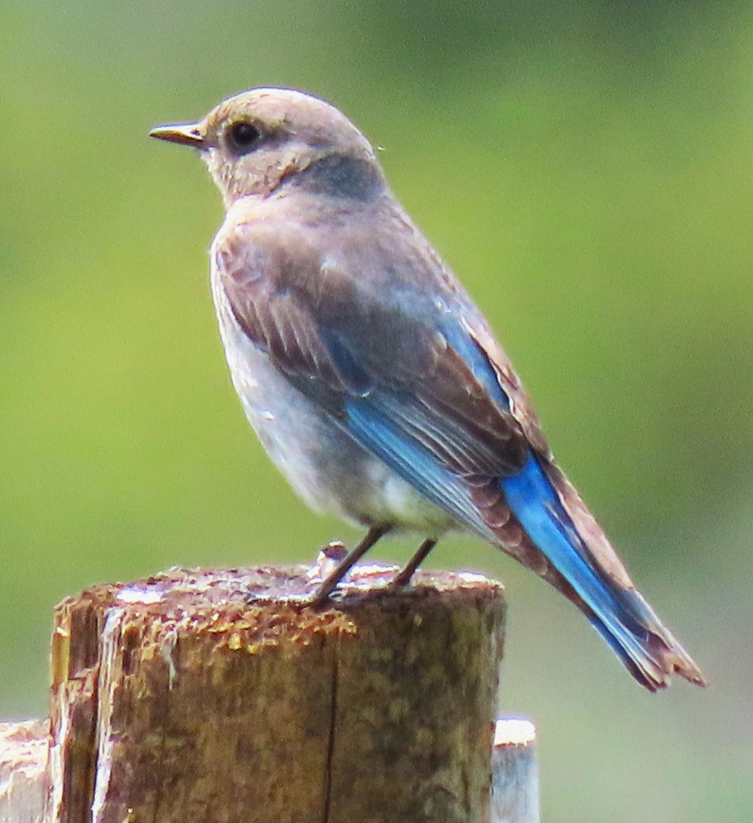 Mountain Bluebird - ML620233284