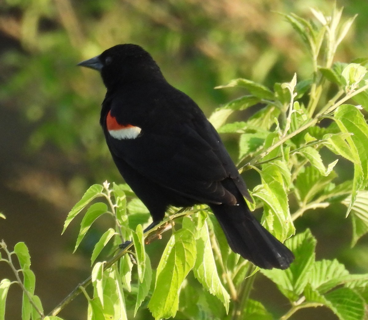 Red-winged Blackbird - ML620233285