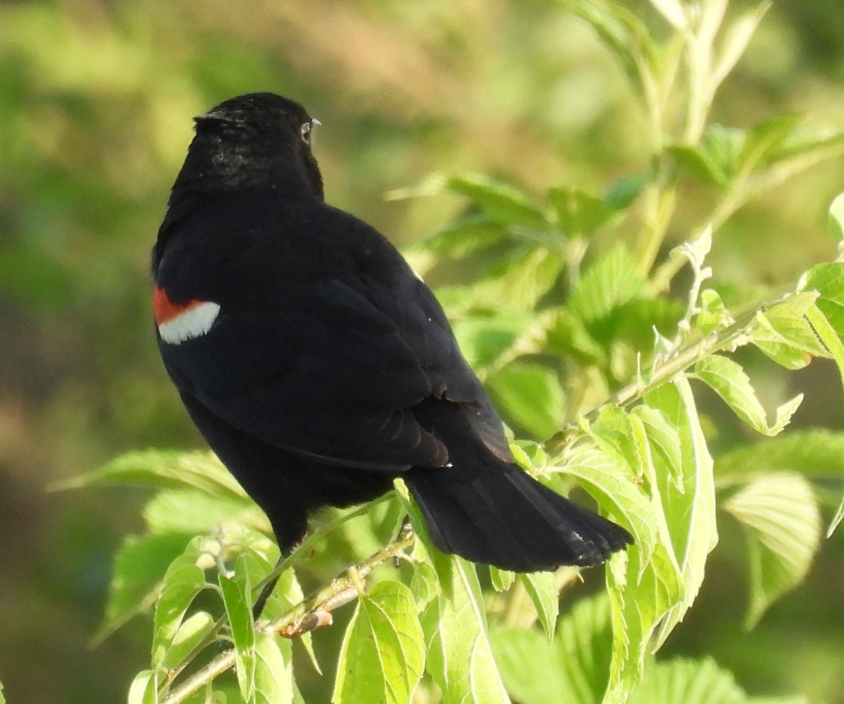 Red-winged Blackbird - ML620233287