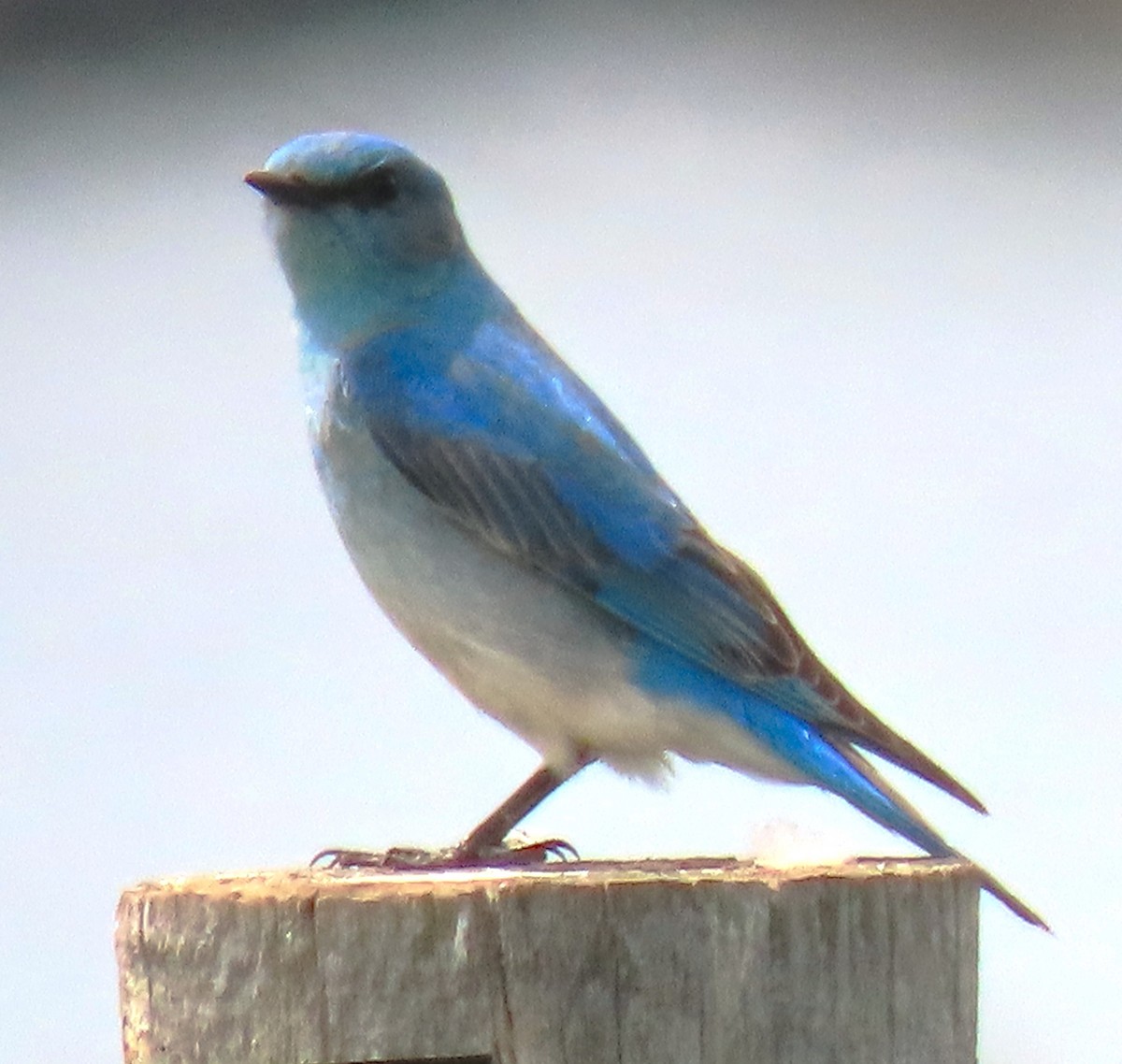 Mountain Bluebird - ML620233289