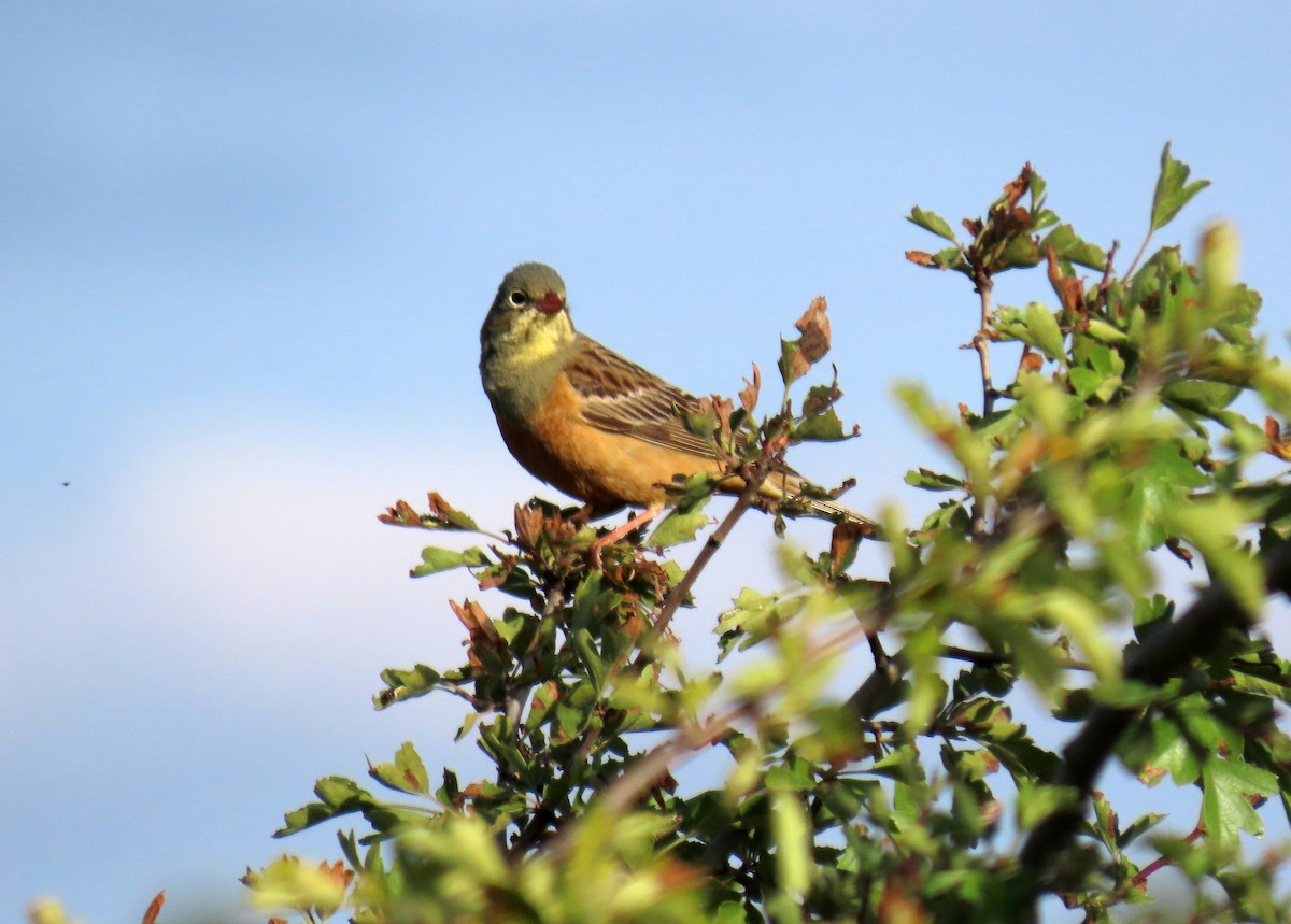 Ortolan Bunting - ML620233293