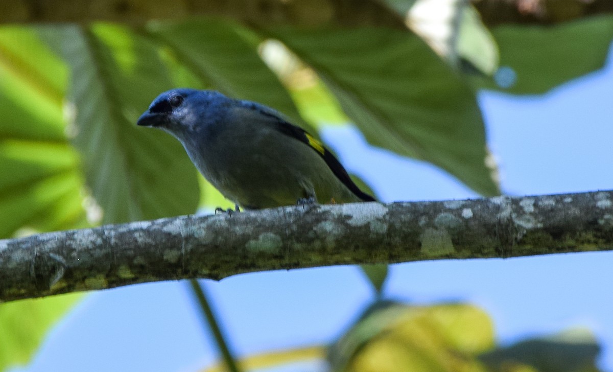 Yellow-winged Tanager - ML620233303