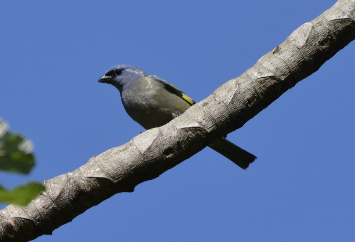 Yellow-winged Tanager - ML620233304