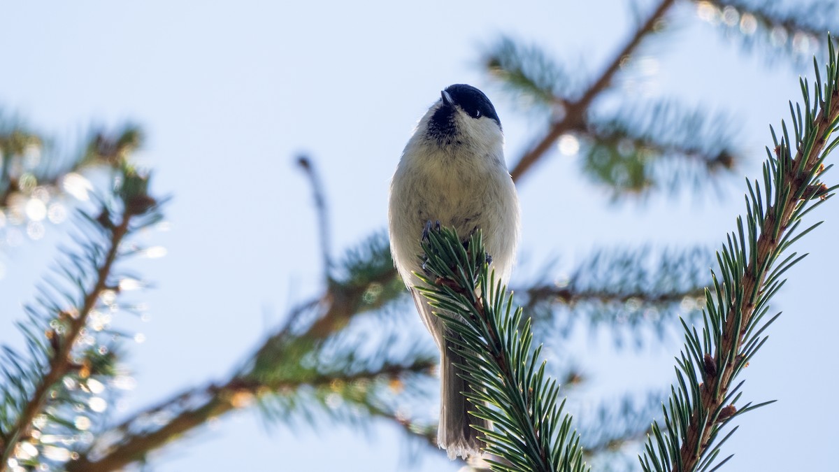 Mésange boréale - ML620233307