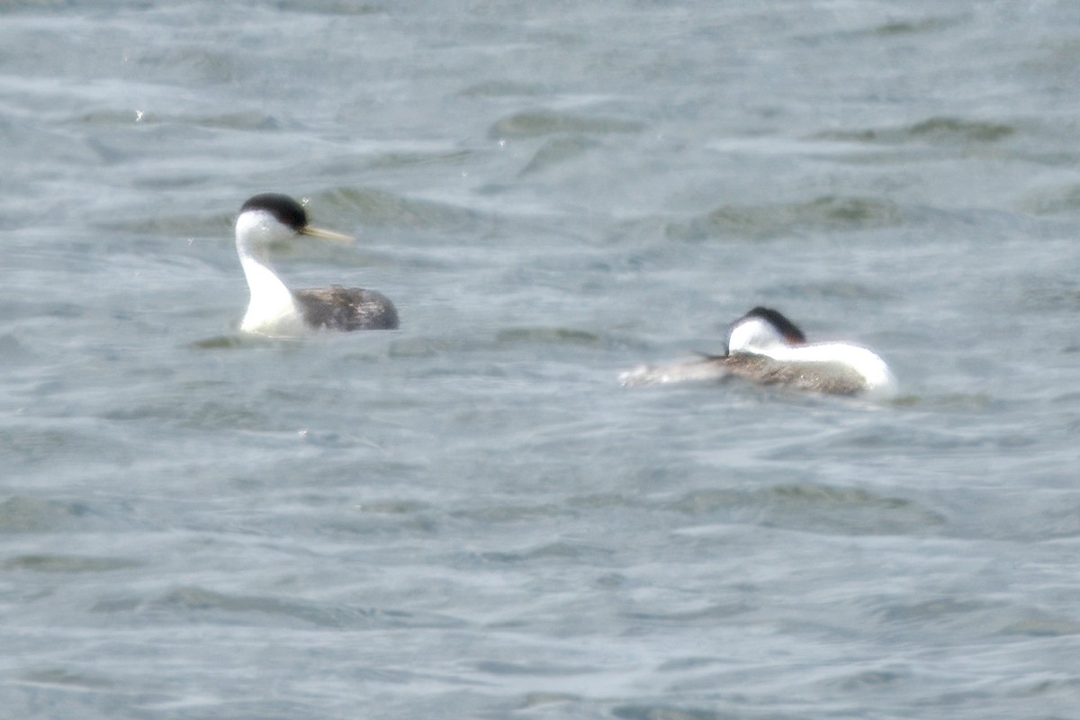 Western Grebe - ML620233308