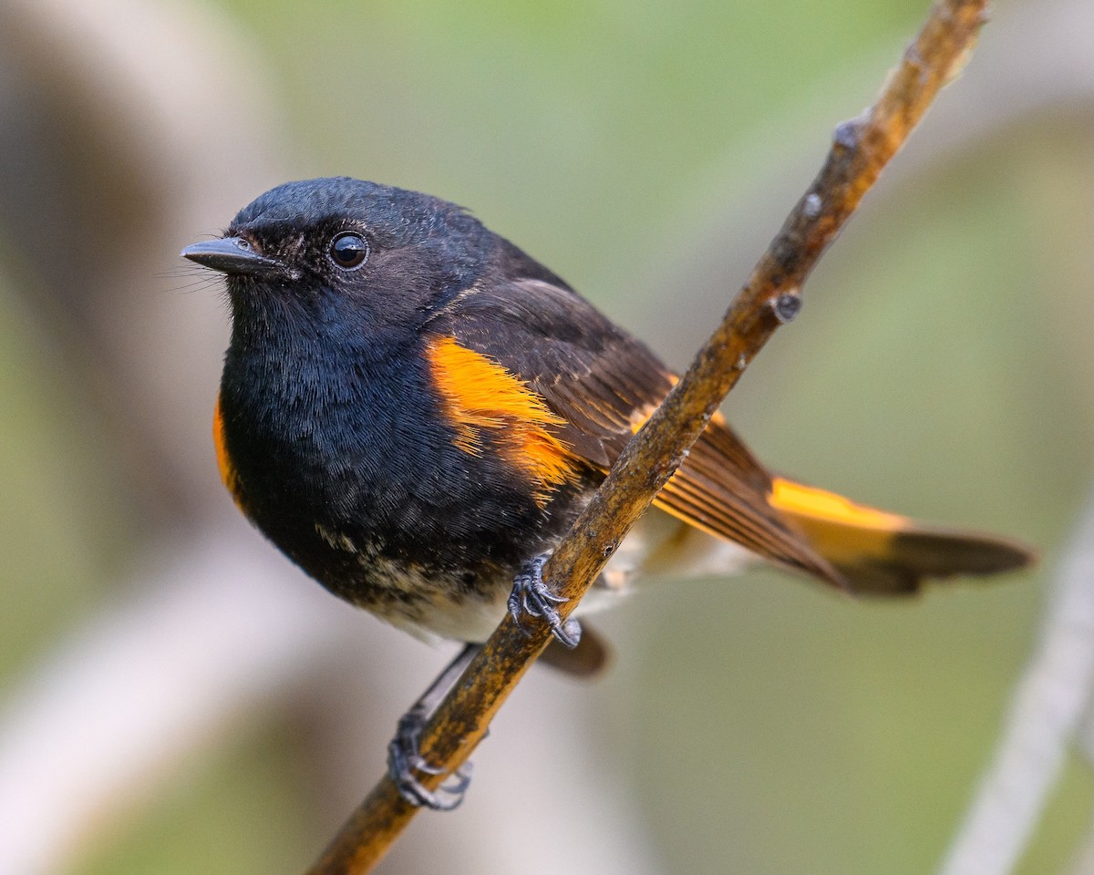 American Redstart - ML620233311