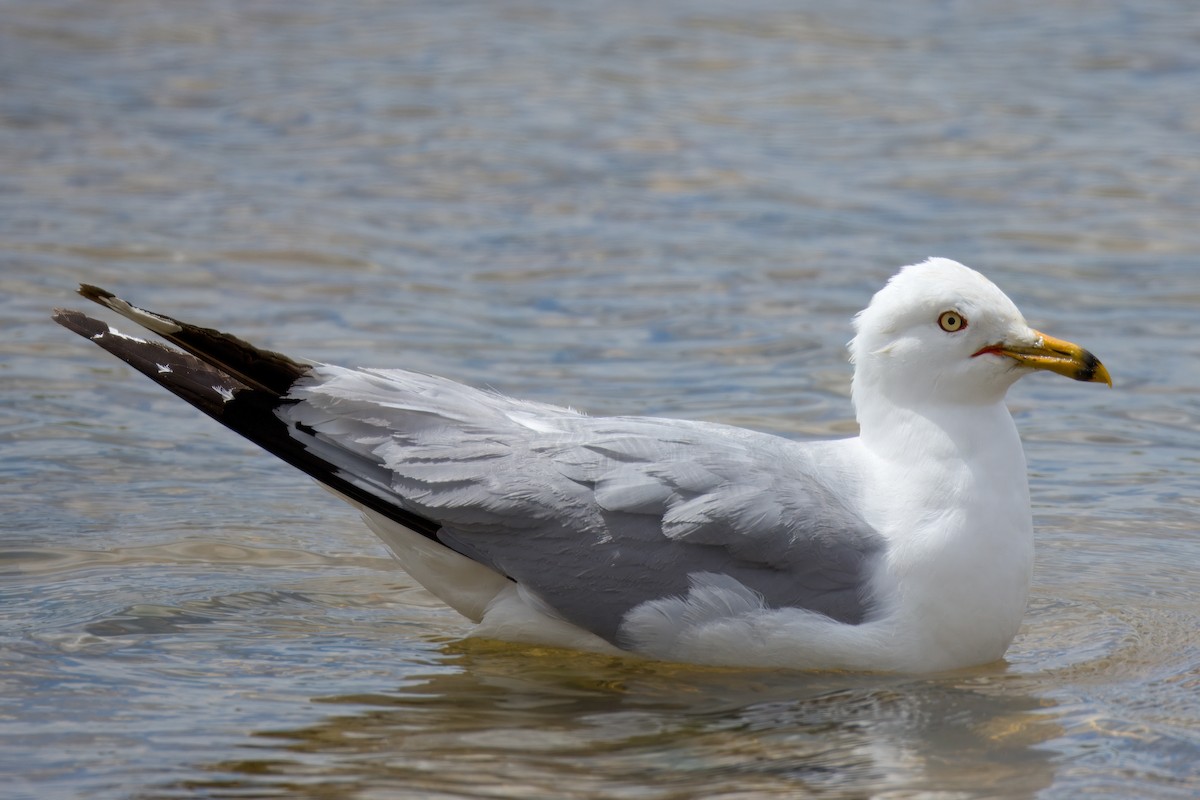 Ring-billed Gull - Neil Wiken