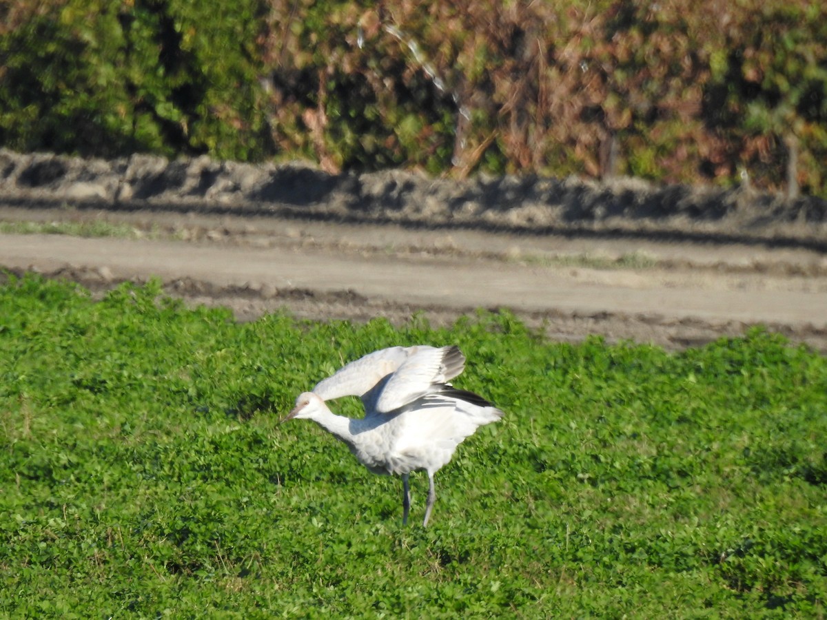 Sandhill Crane - ML620233336