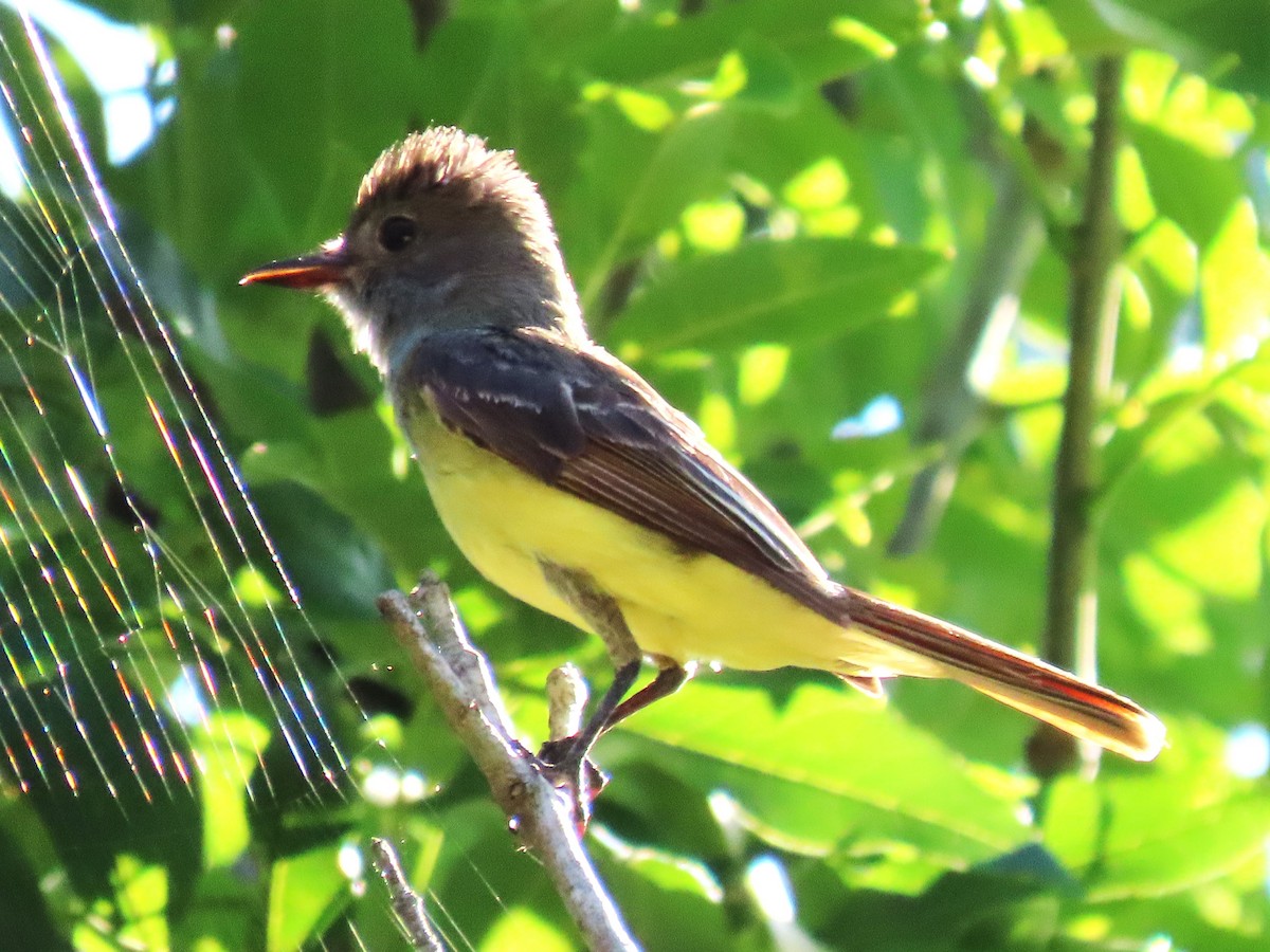 Great Crested Flycatcher - ML620233341
