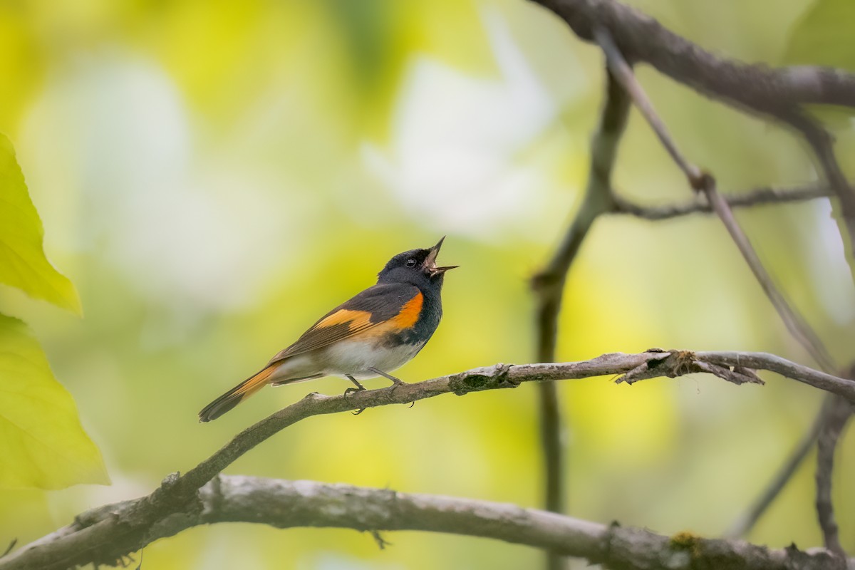 American Redstart - ML620233342