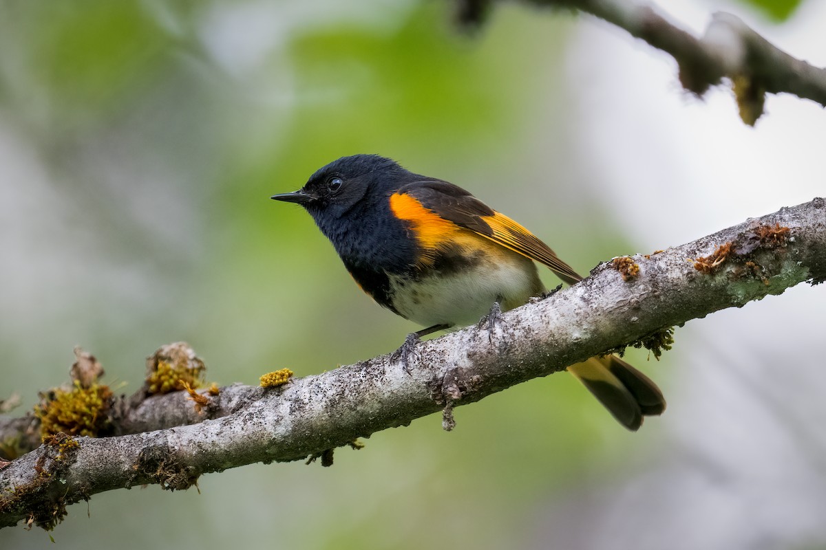 American Redstart - Scott Vulstek