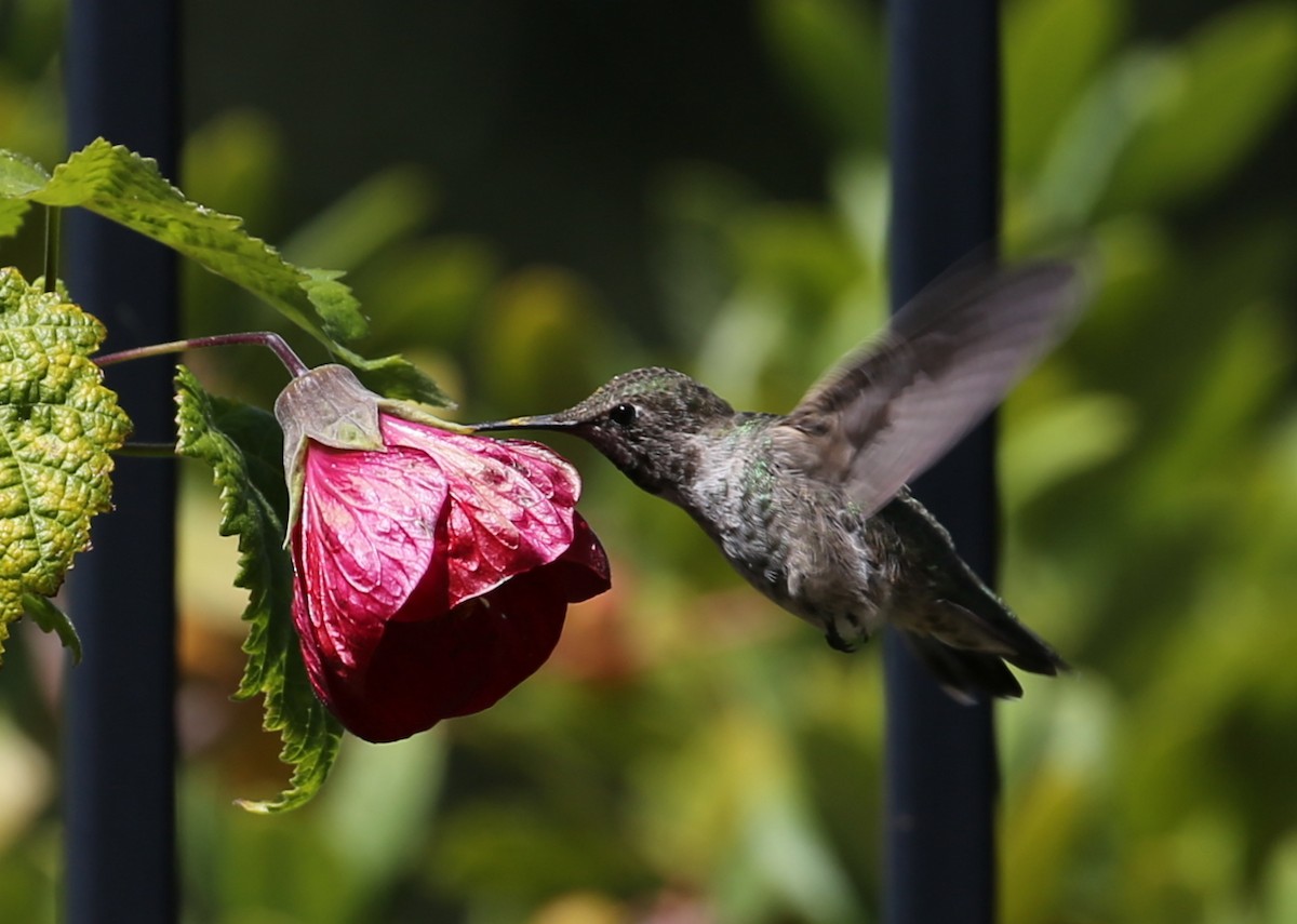 hummingbird sp. - ML620233345