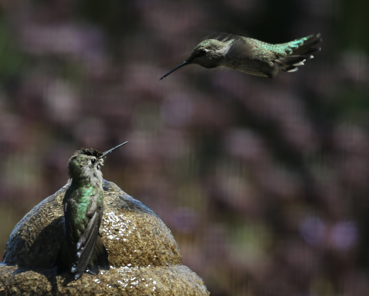 hummingbird sp. - ML620233346