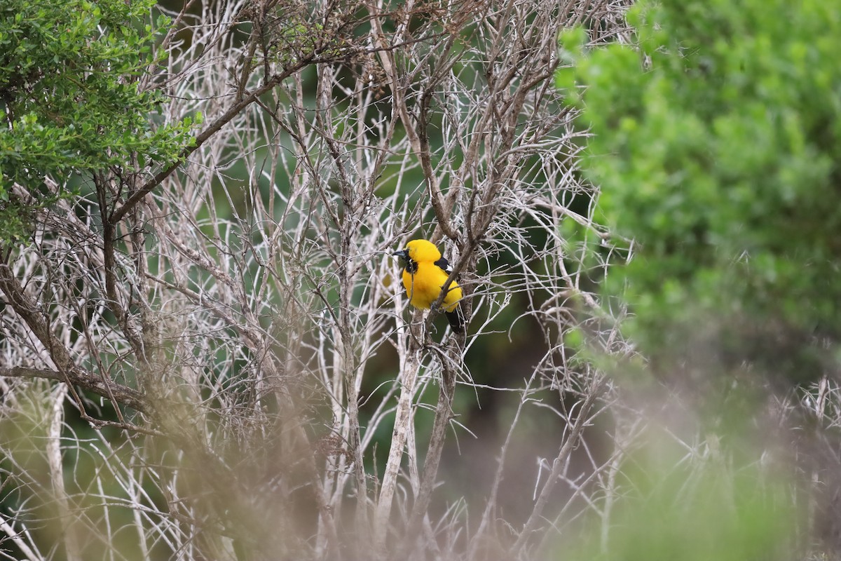 Oriole masqué - ML620233355