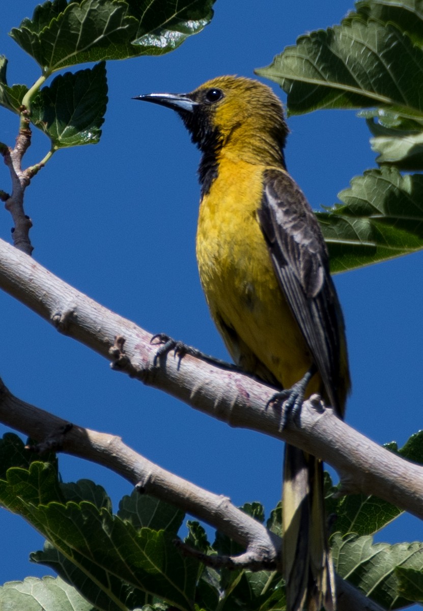 Hooded Oriole - ML620233361