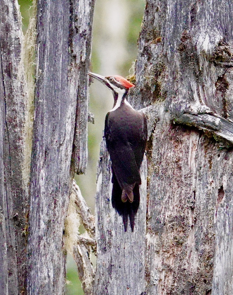 Pileated Woodpecker - ML620233373