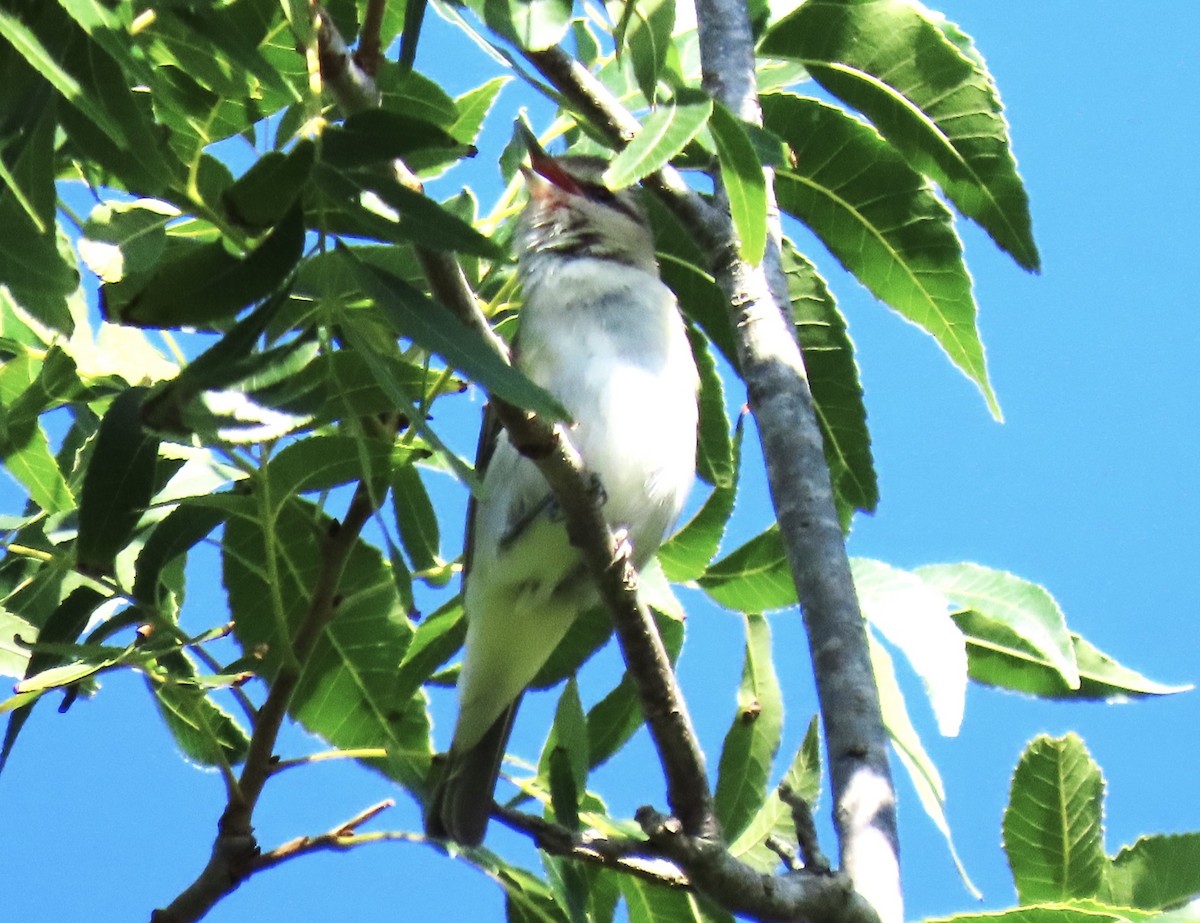 skjeggvireo - ML620233380