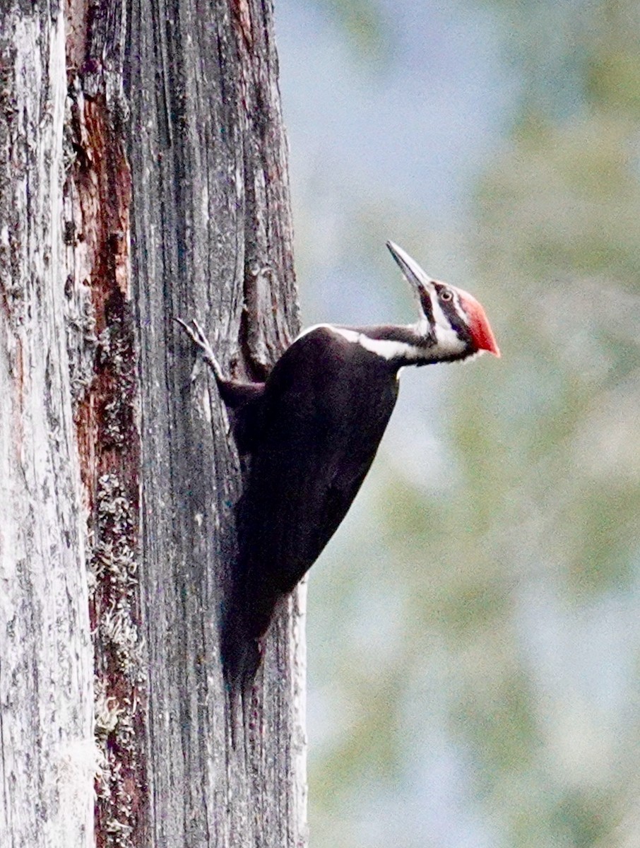 Pileated Woodpecker - ML620233387