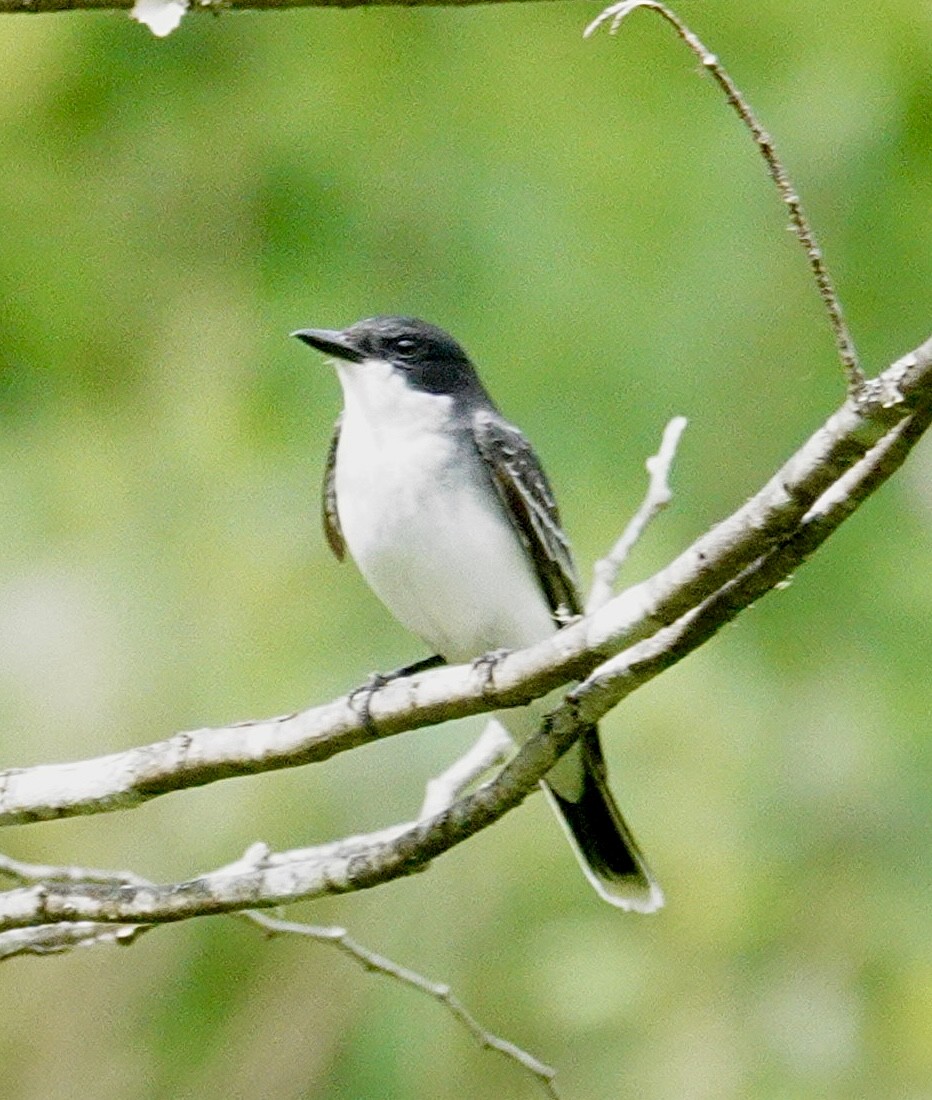 Eastern Kingbird - ML620233397