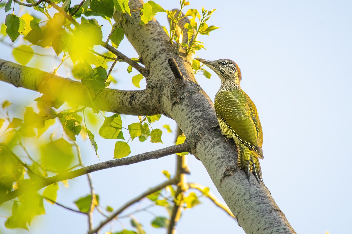 Eurasian Green Woodpecker - ML620233404