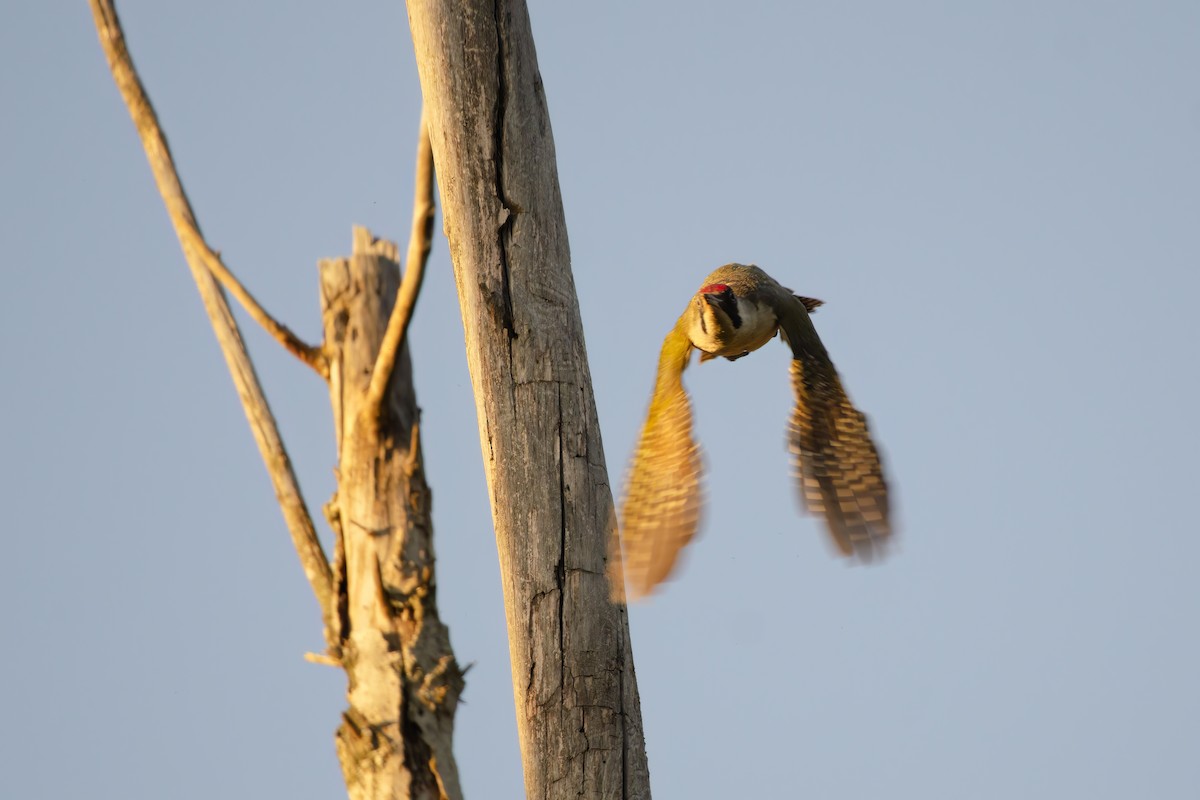 Eurasian Green Woodpecker - ML620233405