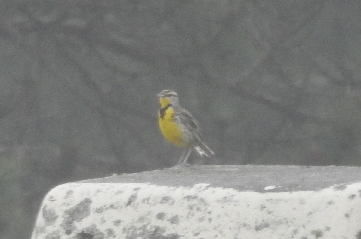 Western Meadowlark - Isaiah Craft