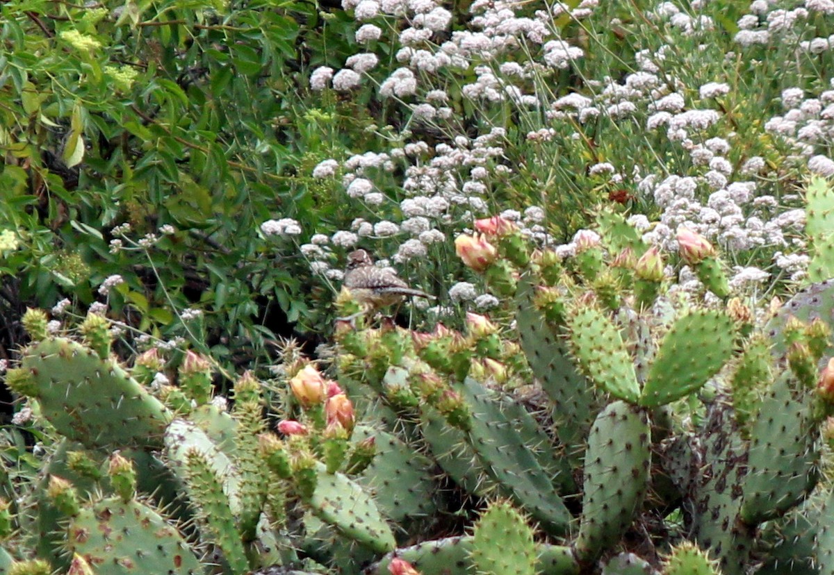 Troglodyte des cactus - ML620233424