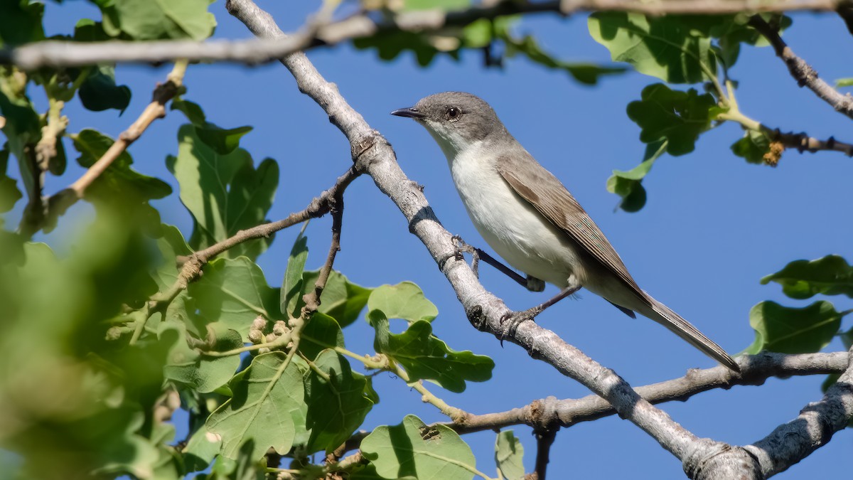 Curruca Zarcerilla - ML620233426