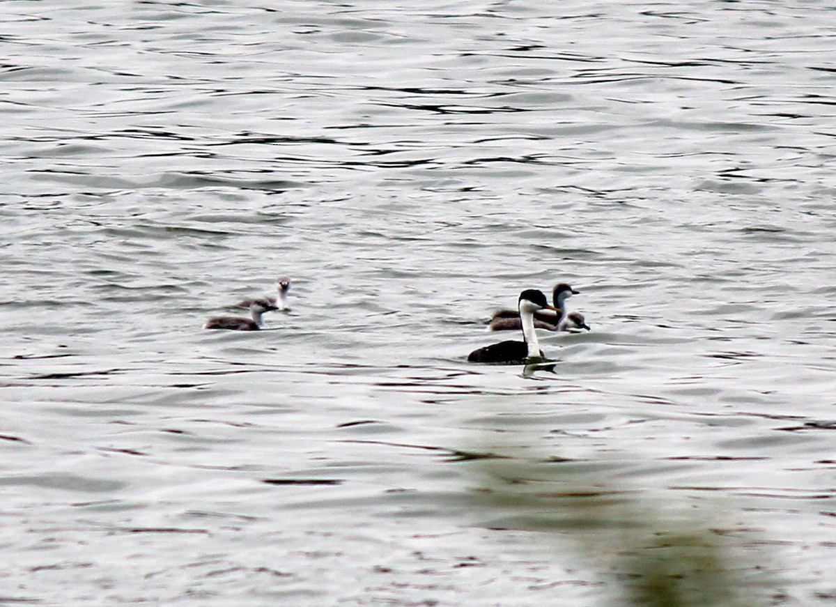 Western Grebe - ML620233434