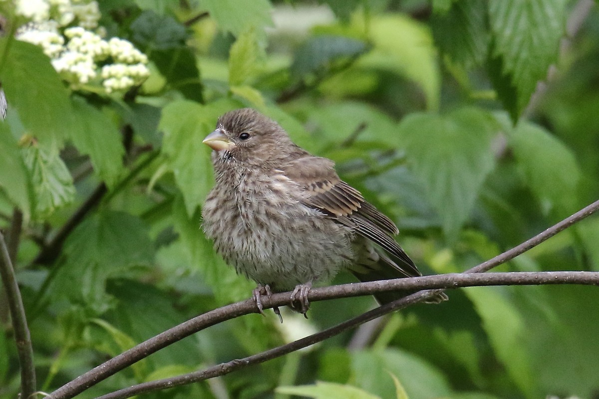 House Finch - ML620233441