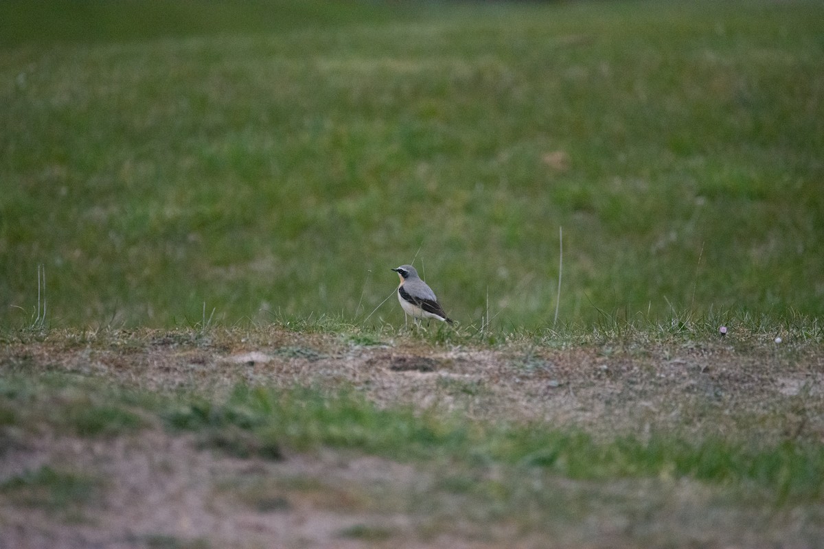 Northern Wheatear - ML620233443