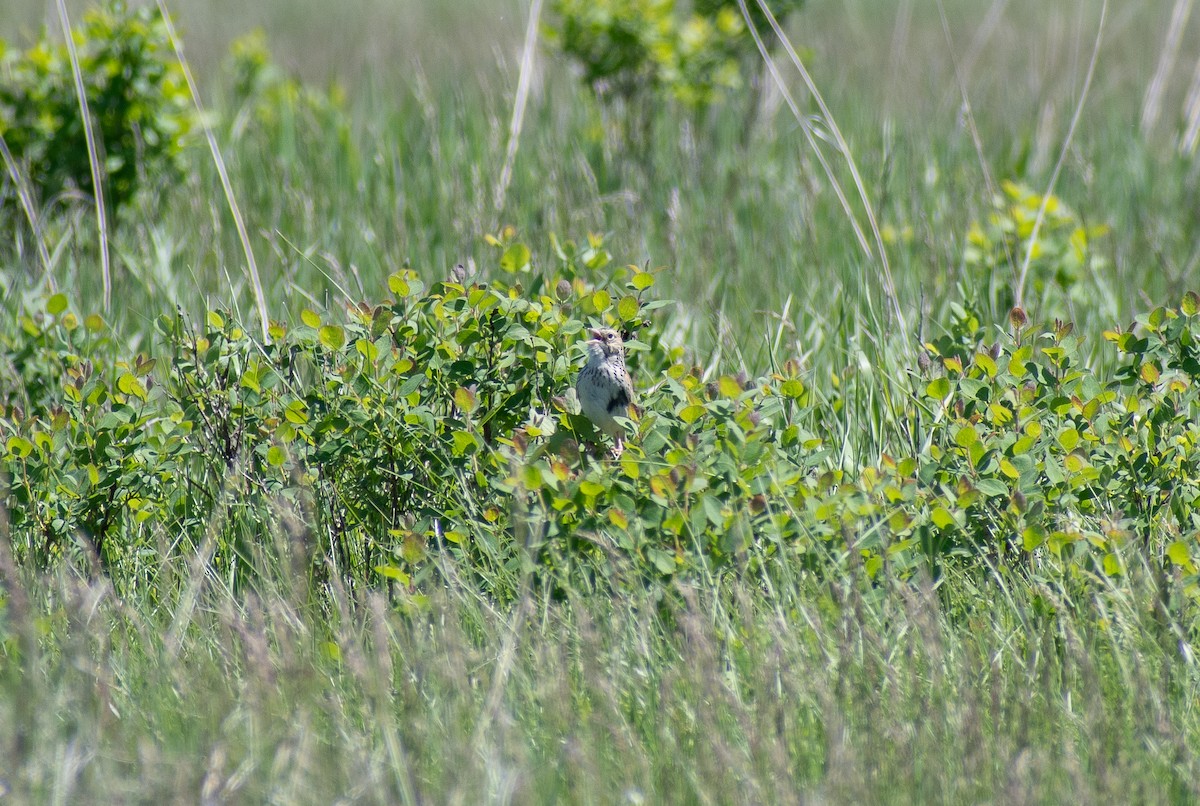 Baird's Sparrow - Lynda Elkin