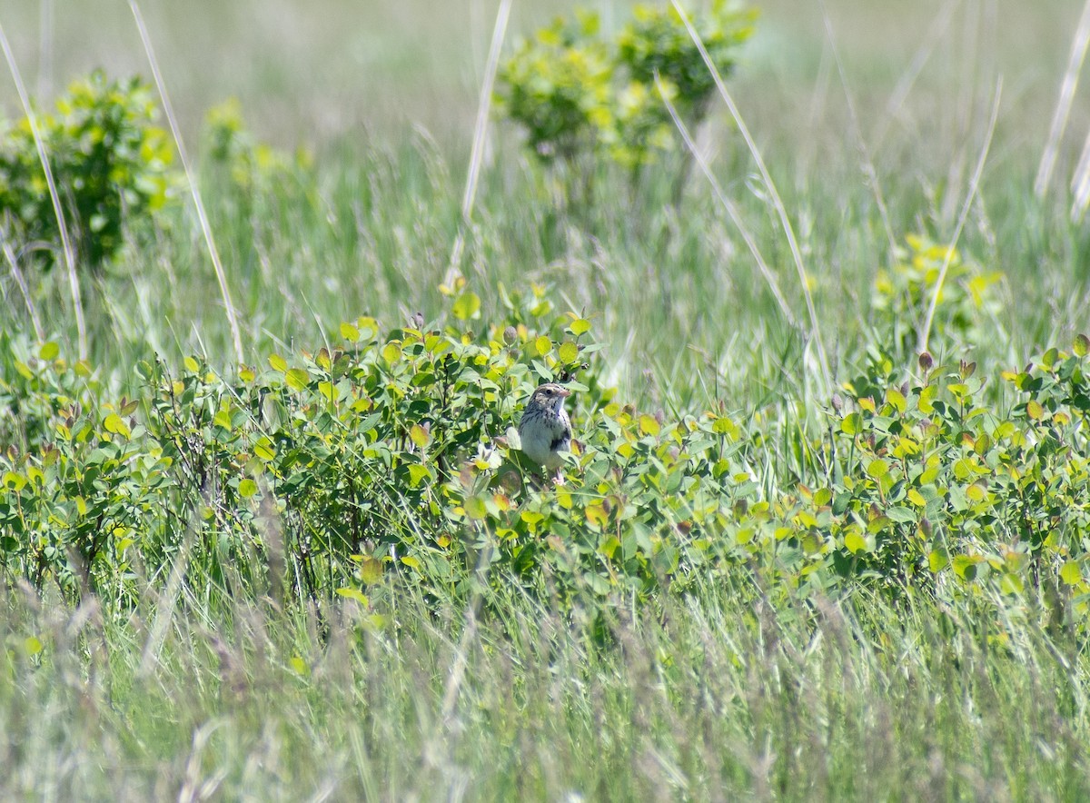 Baird's Sparrow - ML620233446