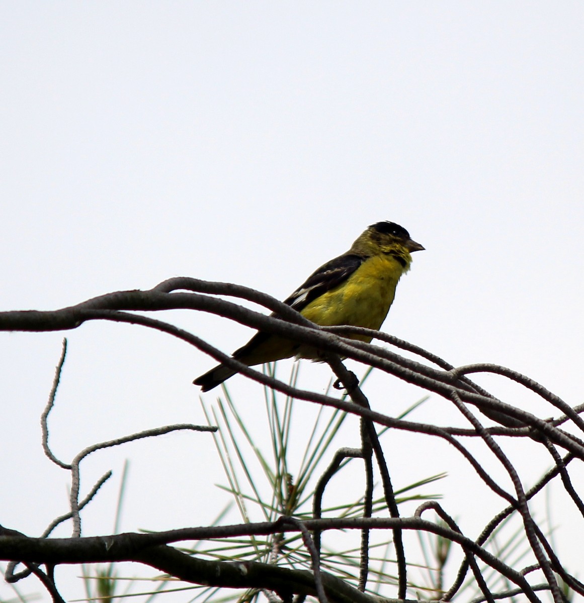 Lesser Goldfinch - ML620233450