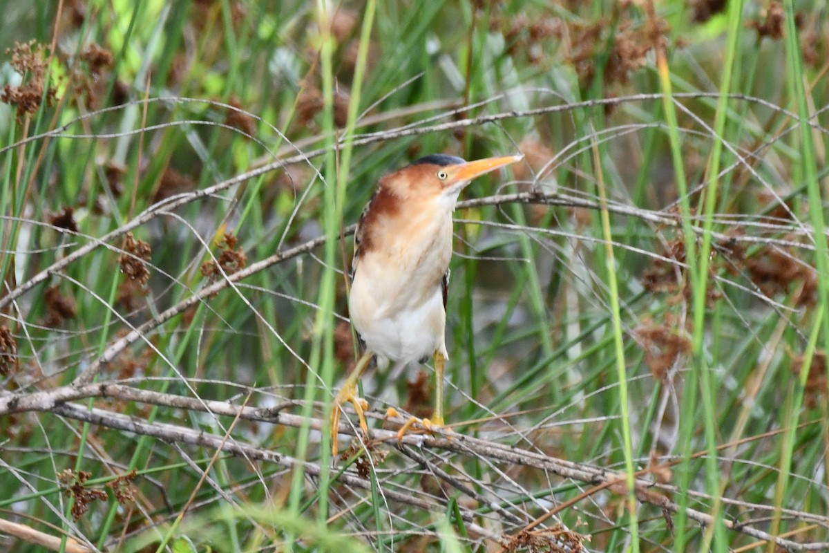 Least Bittern - ML620233455