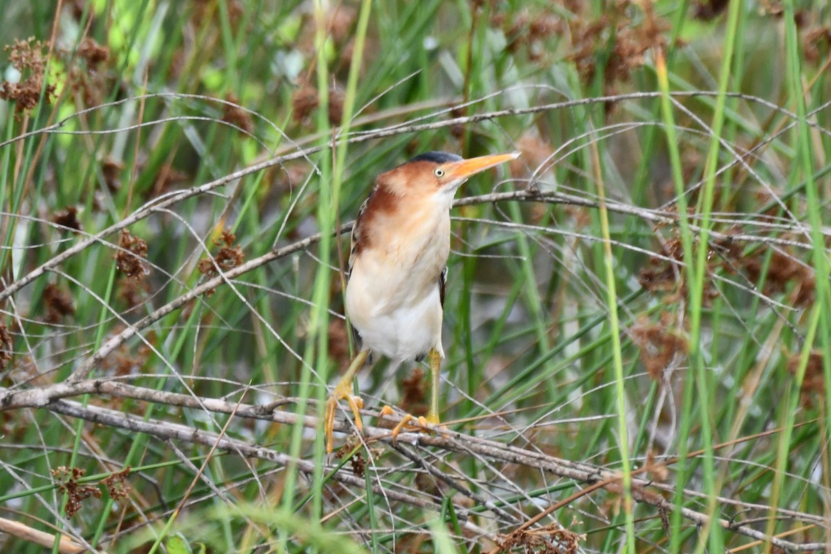 Least Bittern - ML620233457