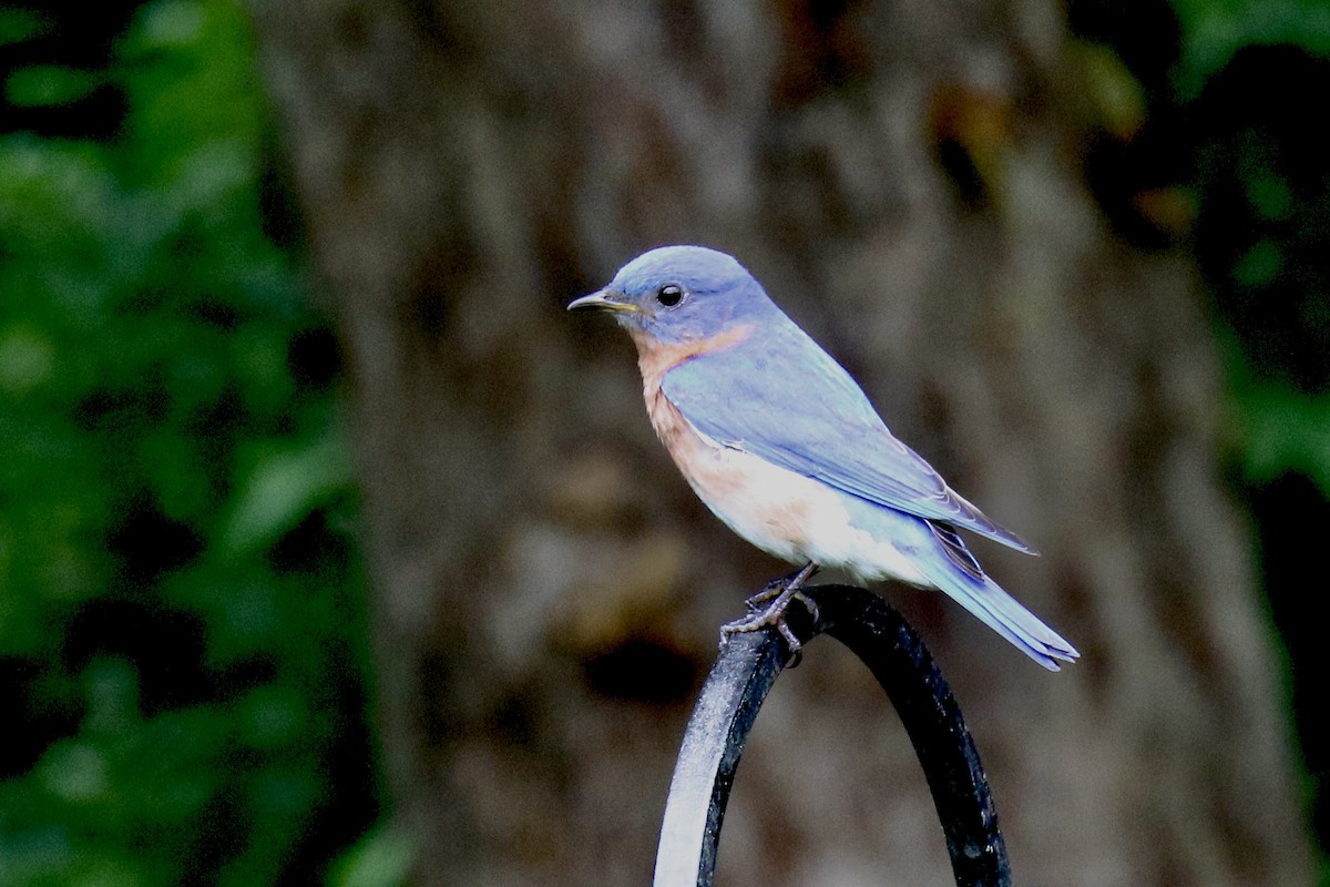 Eastern Bluebird - ML620233469