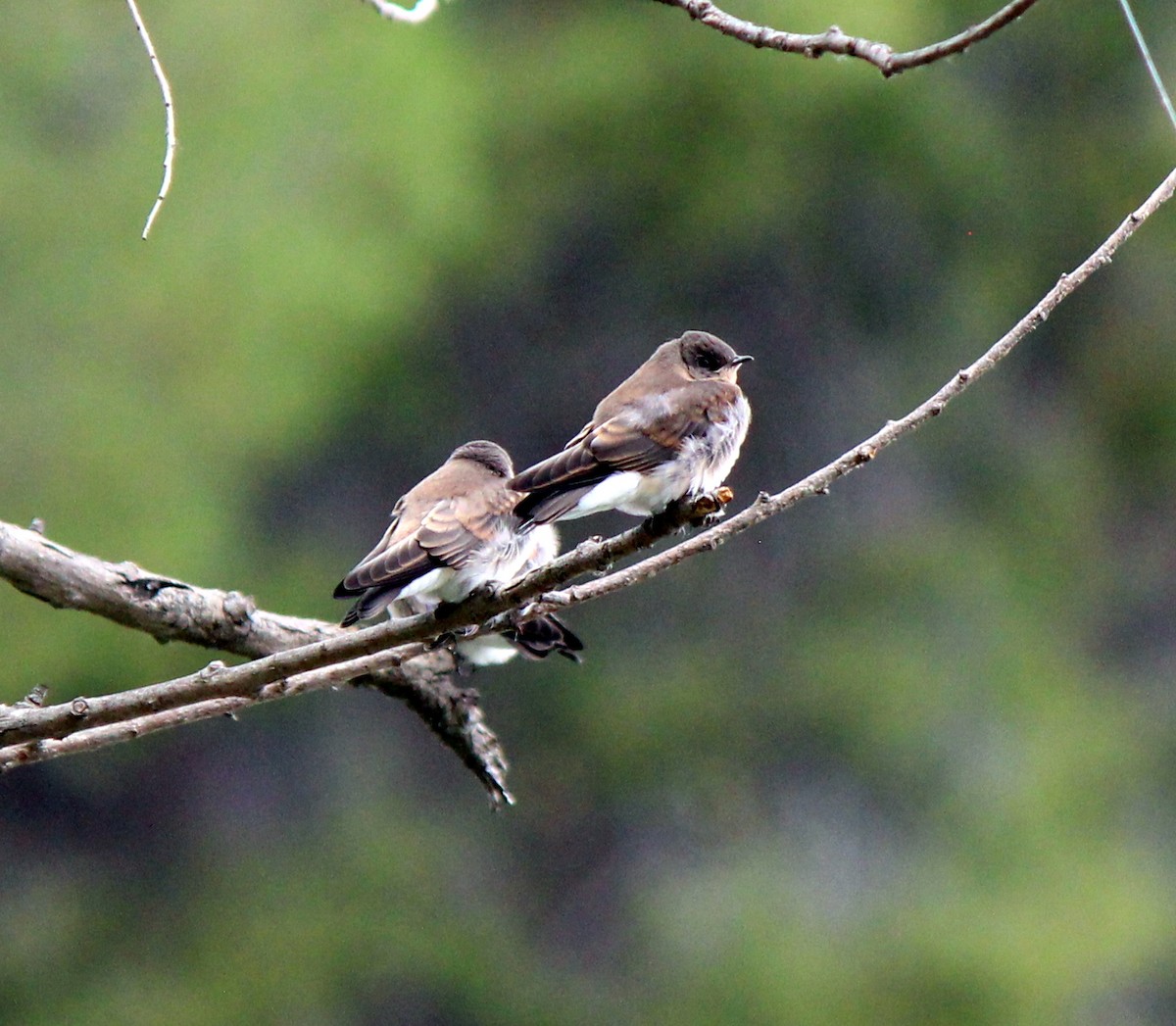 Northern Rough-winged Swallow - ML620233470