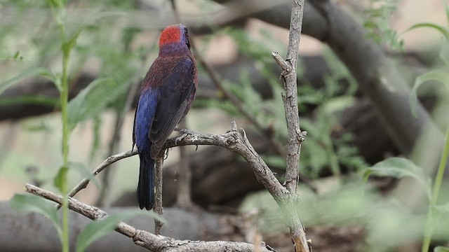 Varied Bunting - ML620233480