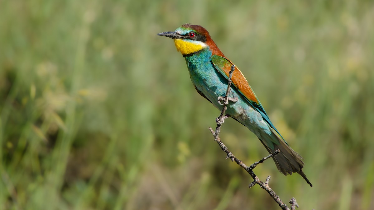 European Bee-eater - ML620233481